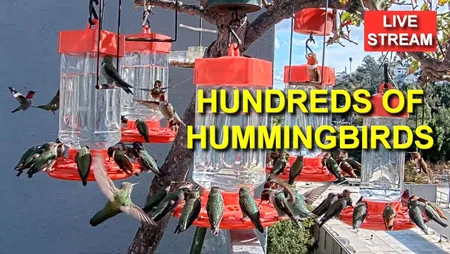 Hummingbird Feeder Cam - Simi Valley, California