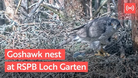 Goshawk Nest in Abernethy Forest