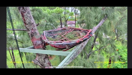 Wildlife Rescue of Dade County Eagle Nest Cam - Miami
