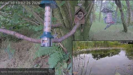 Bird Feeder and Wildlife Camera - Scotland