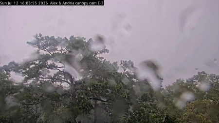 Kisatchie National Forest Bald Eagle Nest Cam