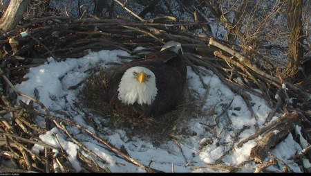 Bald Eagle Nest - Twin Cities - Mississippi River