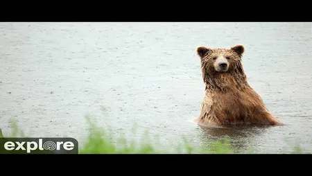 Katmai National Park - Brown Bear River Watch
