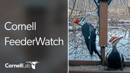 Cornell Lab FeederWatch Cam - Sapsucker Woods