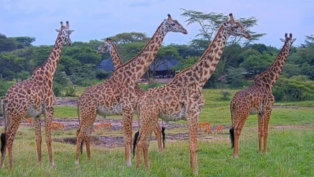 Maasai Mara Safari - African Wildlife at Mara Bushtops
