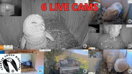 American Barn Owl Nest Box - Florida