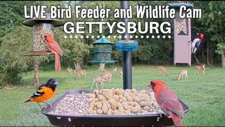 Bird Feeder and Wildlife Cam — Gettysburg, PA