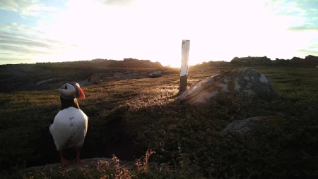Alderney Island - Puffin and Seal