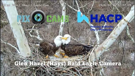 Glen Hazel Bald Eagle Nest - Pittsburgh