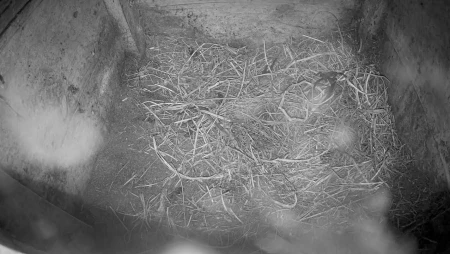 Burrow Cam - Underground Wildlife View