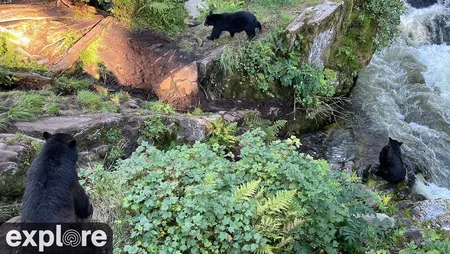 Anan Bear Cam - Fishing Hole 4 - Alaska