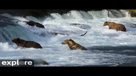 Katmai National Park - Brooks River Riffles