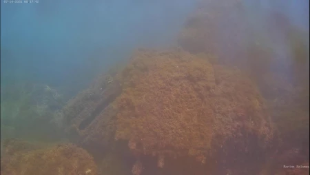 Palamos Marina - Micro Reef