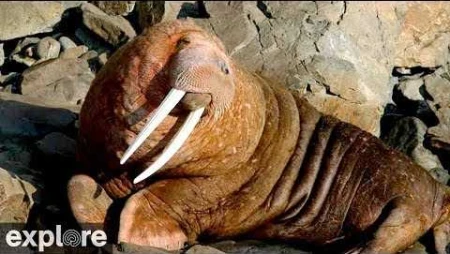 Walrus Cam - Round Island - Alaska