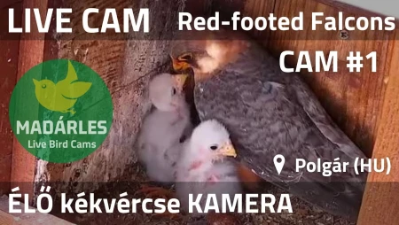 Common Kestrel Nest Cam - Tiszalök, Hungary